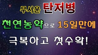 [텃밭농부.708]  탄저병 극복하고 첫수확! #탄저병 #고추재배