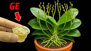 Just water 1 cap and hundreds of orchid branches bloom all year round