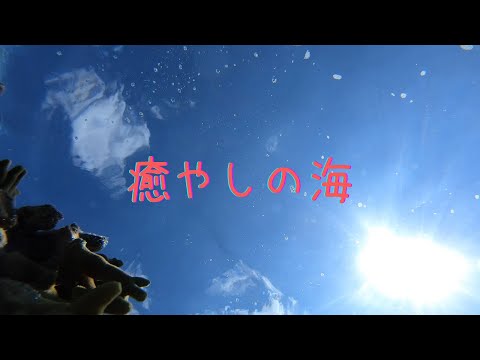 【ヨロン島紹介】黒花海岸～カメラ上向き～