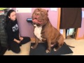 Biggest bully pitbull on earth ON SCALE 173lbs 17 ...
