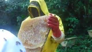 preview picture of video 'Cách Khai thác mật ong của người nước ngoài'