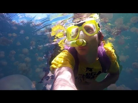 Snorkeler records surreal swim through millions of jellyfish