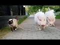 Animal BEST Friends 1 Hour Of FUNNY Pets