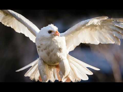 Au man te taake (Ainen Takarano)