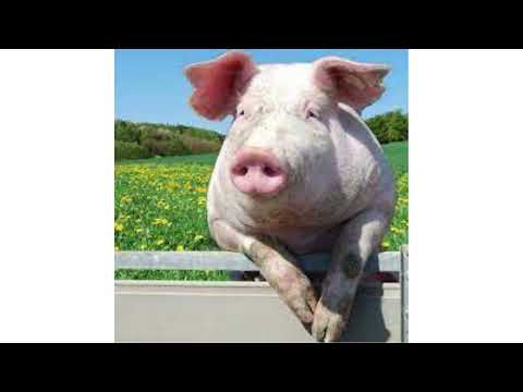 pig grunting sound effect