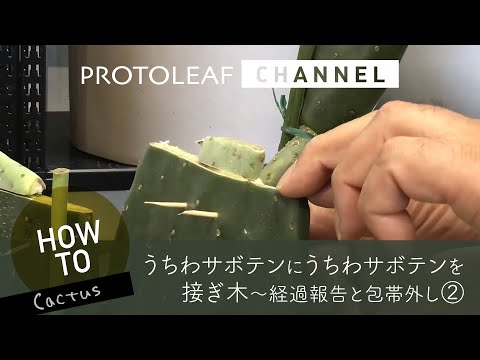 ウチワサボテン