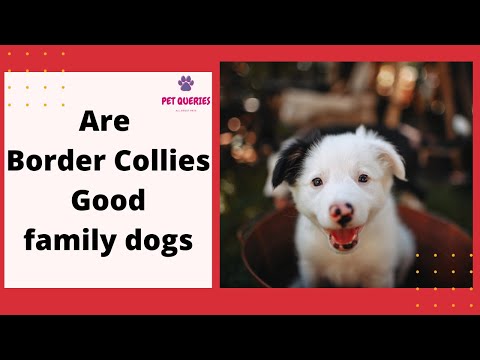 Are Border collies good family dogs? | Are Border collies good with kids? |