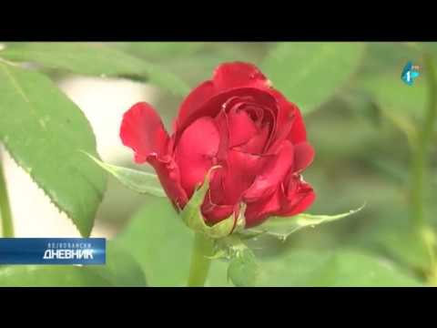 Duga tradicija proizvodnje rezanog cveta ruže na severu Banata