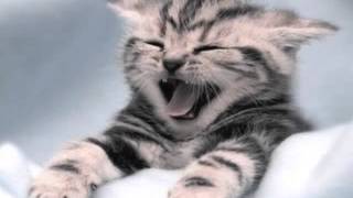 Miaw
