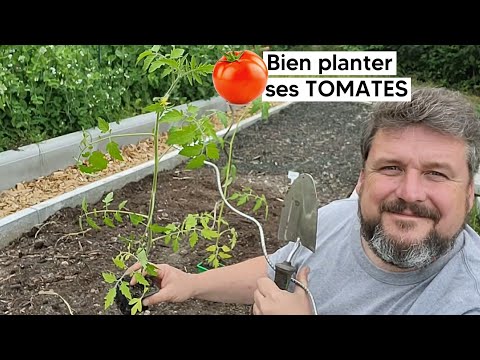 , title : 'Comment bien planter les TOMATES 🍅 (puis réussir leur culture)『TUTO』'