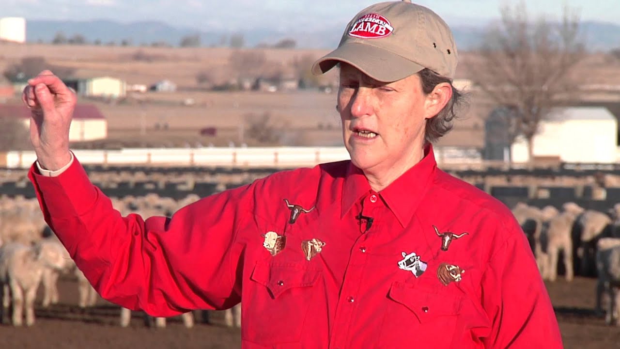 Part 2 -- Handling Sheep in Market Facilities