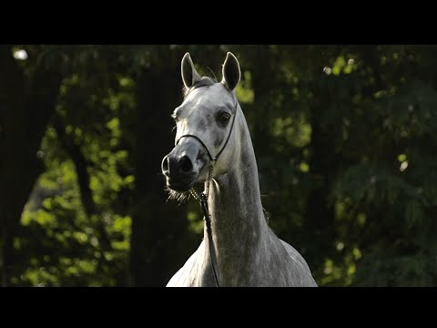 ⚜️ PENTANEA ⚜️ (Pomian x Penta, by ECAHO), 2022 SUMMER SALE