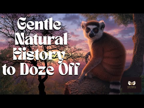 Sleep Story: The Evolution and History of Lemurs