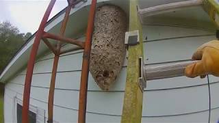 4 foot tall Hornets Nest attack