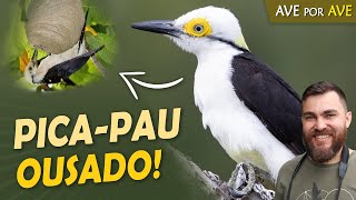 Miniatura do vídeo