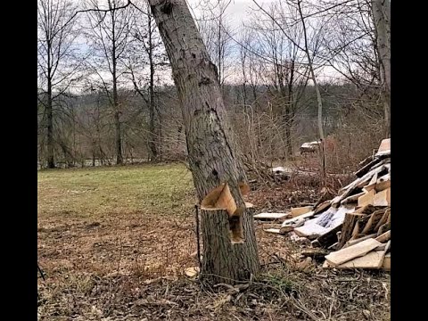Tongue and Groove Tree Felling Technique