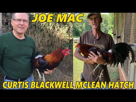 JOE MAC Curtis Blackwell McLean Hatch - Beautiful Birds