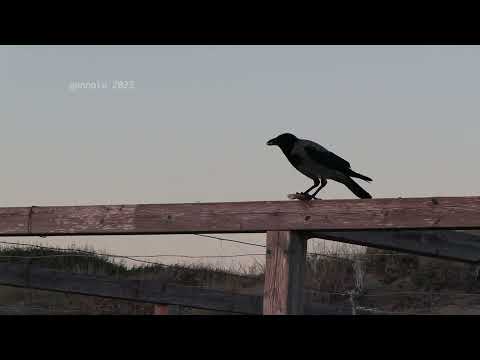 Omaggio a Caligari (PSN2 clip2)