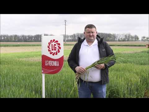 Jęczmień ozimy LG Veronika opinia eksperta