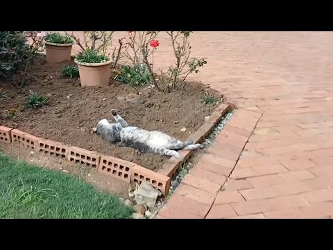 Какое ещё животное спит с таким шиком?