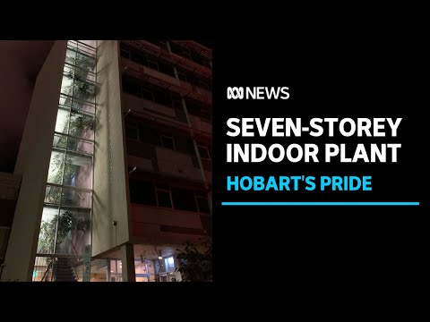 Giant indoor rubber plant could be 'world's biggest' fans say | ABC News