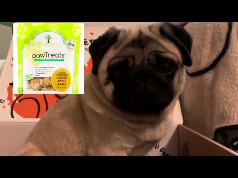 Lilibeth the finicky pug - Official taste tester.