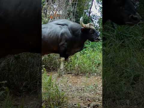 Seladang ialah salah satu mamalia terbesar di Malaysia yang melambangkan kegagahan dan kekuatan.