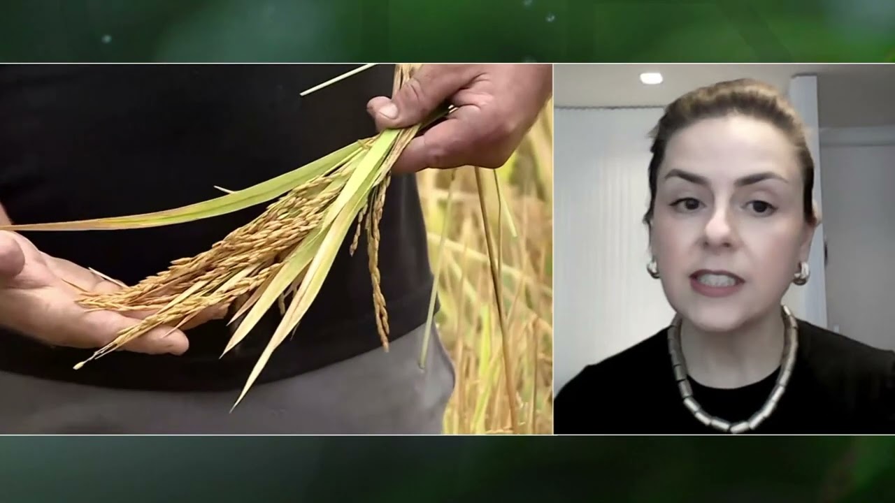 El Niño forte pode comprometer rebanho e diminuir produtividade