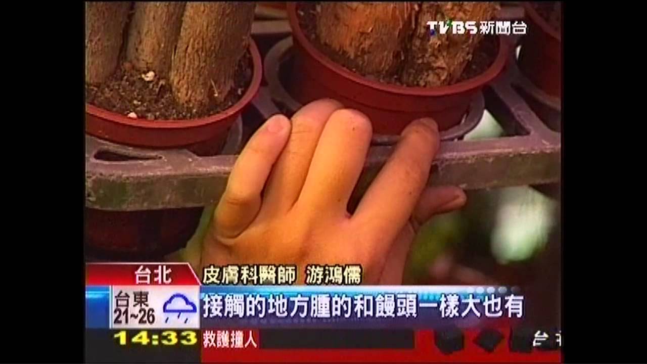 水仙、常春藤「有毒」　年節佈置要當心