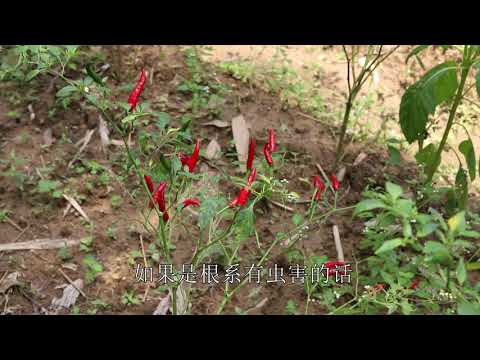 辣椒樹枯萎