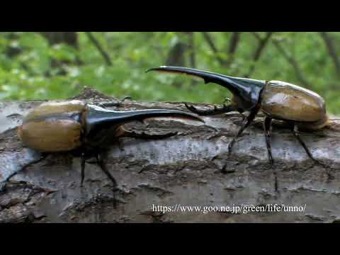 ヘラクレスオオカブト原名亜種の闘い