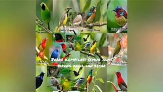Download lagu Suara pikat kompilasi semua jenis burung besar dan kecil suara burung ribut mp3 100% ampuh mp3 Download lagu Suara pikat kompilasi semua jenis burung besar dan kecil suara burung ribut mp3 100% ampuh mp3