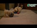 Bichpoo dogs for sale: Tulip - Video 1