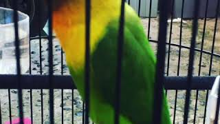 Download lagu masteran Lovebird isian cucak jenggot mp3