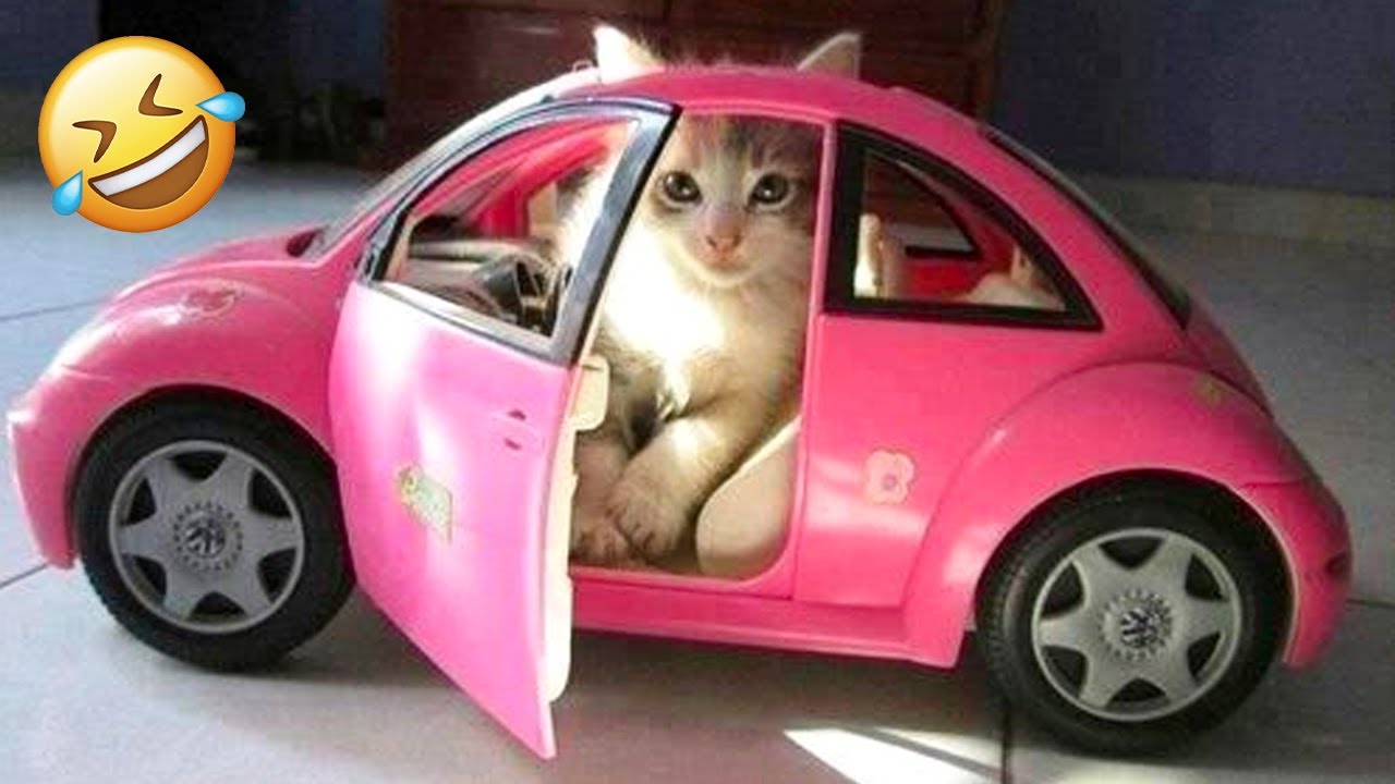 Funniest ANIMALS Videos That Will Make You Burst Into Laughter🐶😸 | Cats and Dogs funny Animal videos