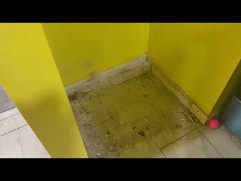 Cockroaches Crawling in Apartment in Asbury...