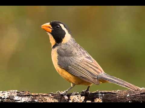 Picahueso o Saltador de Pico Dorado Cantando Sonido para Llamar El Mejor