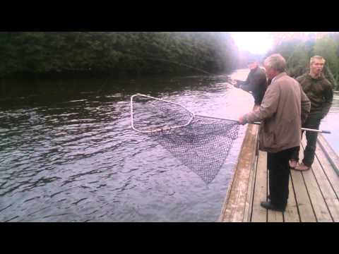 Korkeakoskelta nousee komea lohi