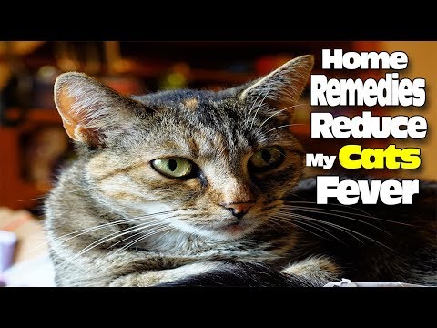 HOME REMEDIES TO REDUCE MY CAT'S FEVER