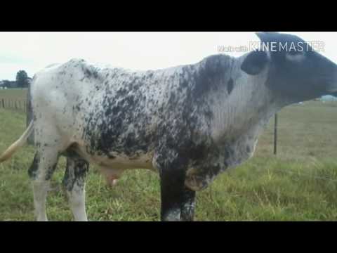 Primeiro video do canal !!! Animais dos amigos !