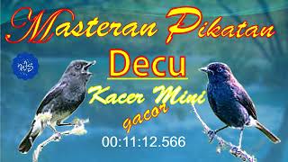 Download lagu Masteran Tembakan Decu - Kacer Mini Gacor  |#kicauburung #kicau #decu #kacermini mp3