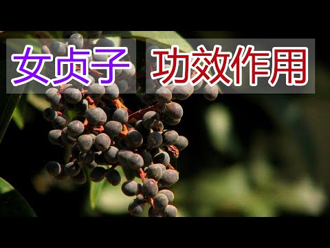 女貞子功效禁忌