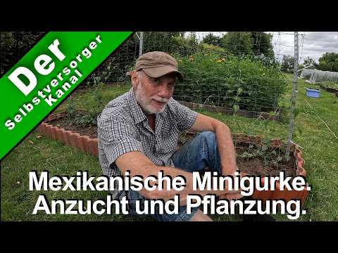 Mexikanische Minigurke: Anzucht & Pflanzung leicht gemacht
