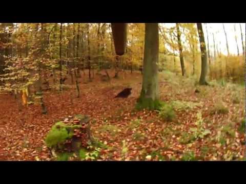 drivjakt i polen med safari management 2012