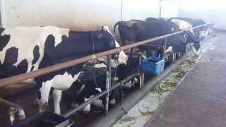 preview picture of video 'Sapi perah jenis Friesian Holstein di peternakan maju makmur - Video Sapi FH Youtube'