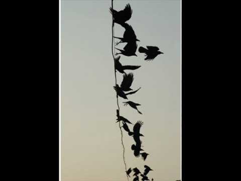 HaLaSamirSaIF’s Video 146858944135 E08DsW3EOAk