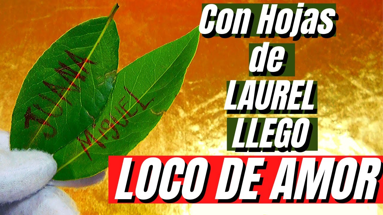 HECHIZO con HOJAS de LAUREL para ENAMORAR, POTENTE SECRETO para ATRAER y CONQUISTAR al SER AMADO