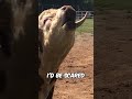 This Bull Got Triggered By This Ball