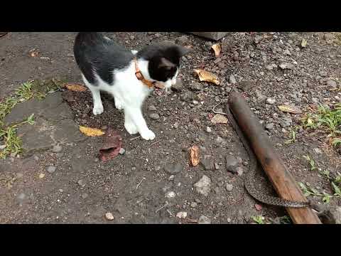 Bobcat kills Rattlesnake while Fighting 198754