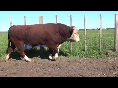 Lote Toros PI Polled Hereford, Lavalleja